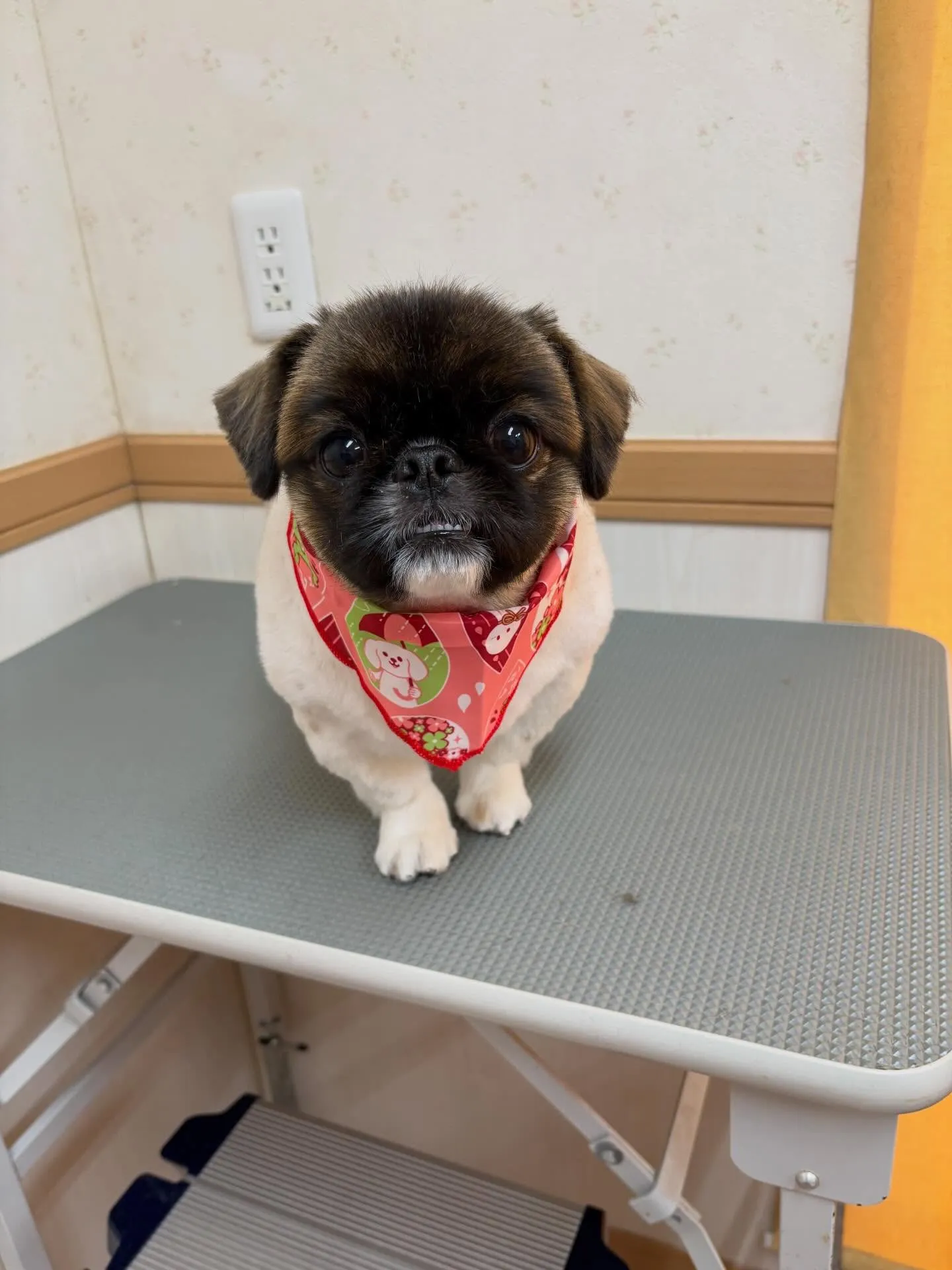 犬のトリミング✂️