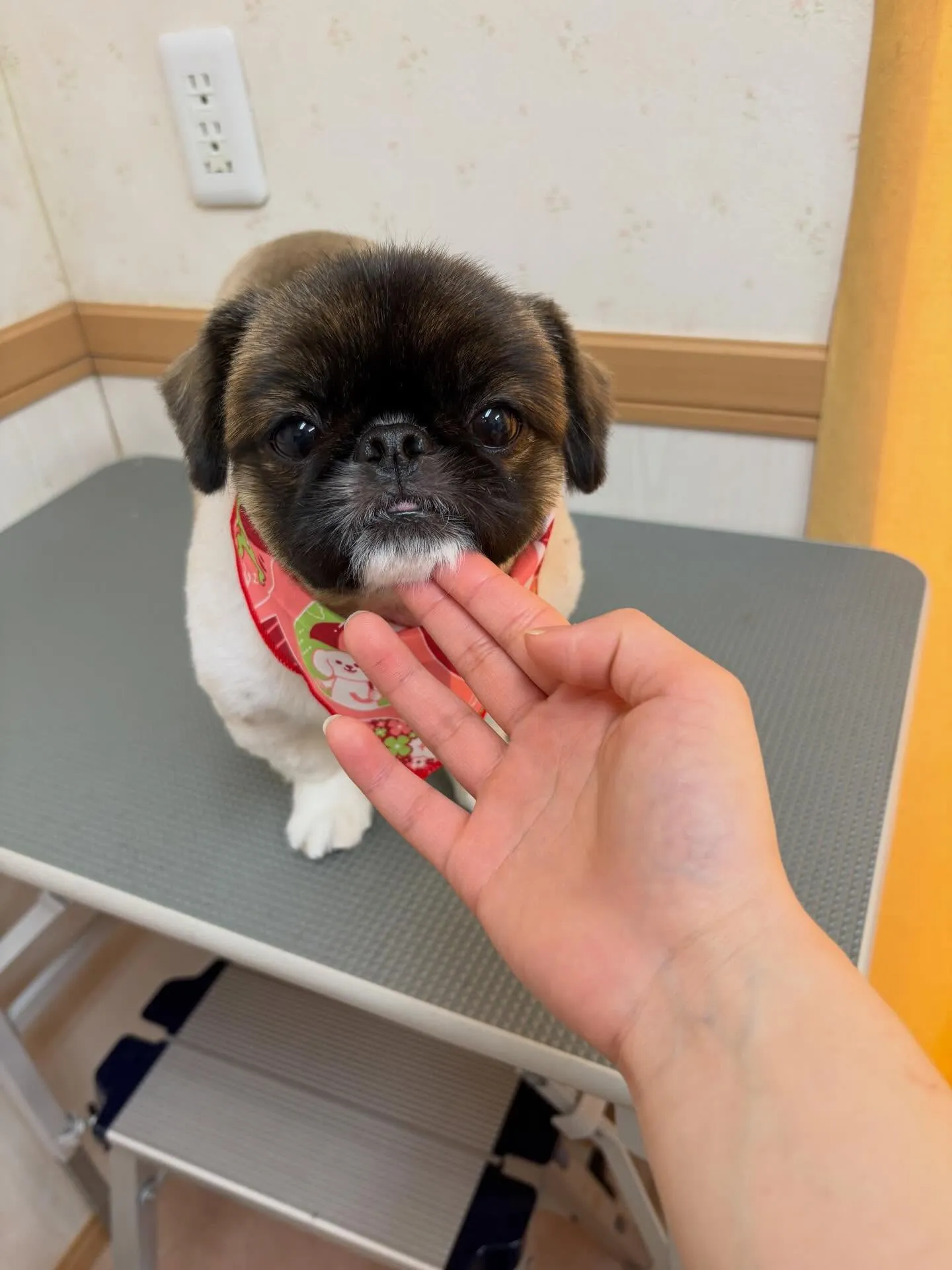 犬のトリミング✂️