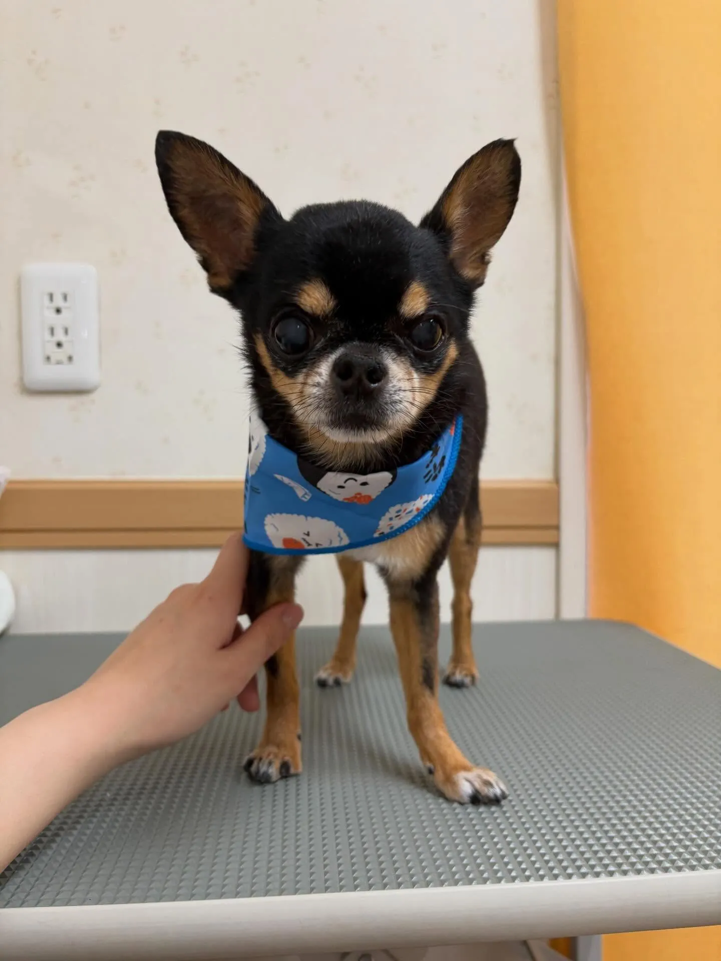 犬のシャンプー🫧