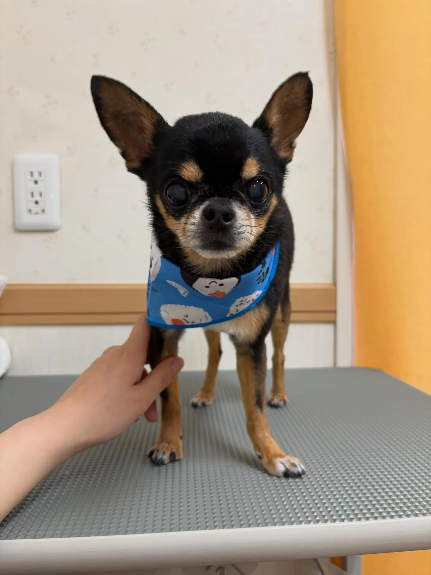 犬のシャンプー🫧