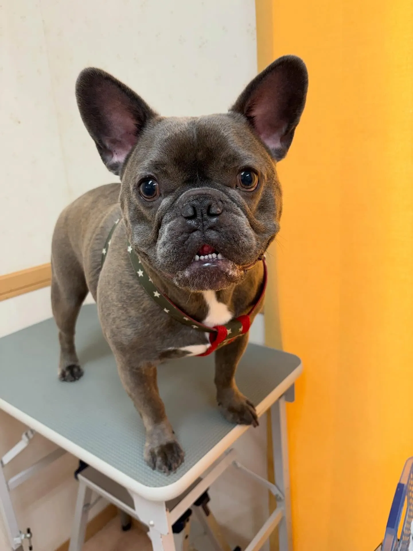 犬のシャンプー🫧