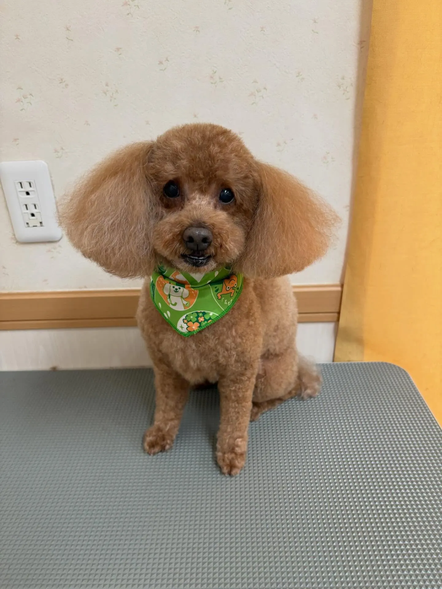 犬のトリミング✂️