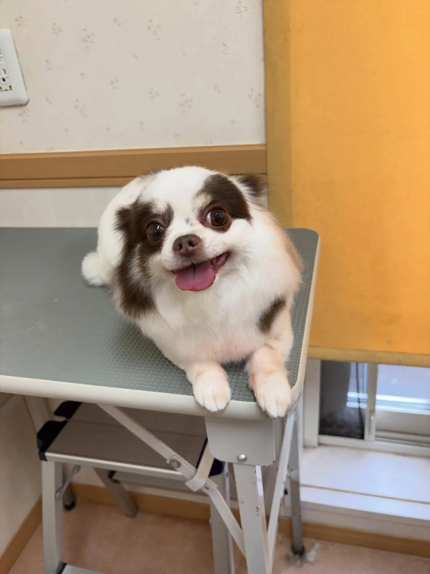 犬のトリミング✂️