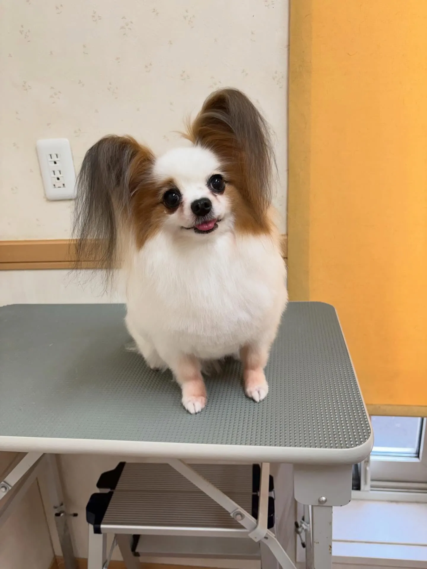 犬のトリミング✂️