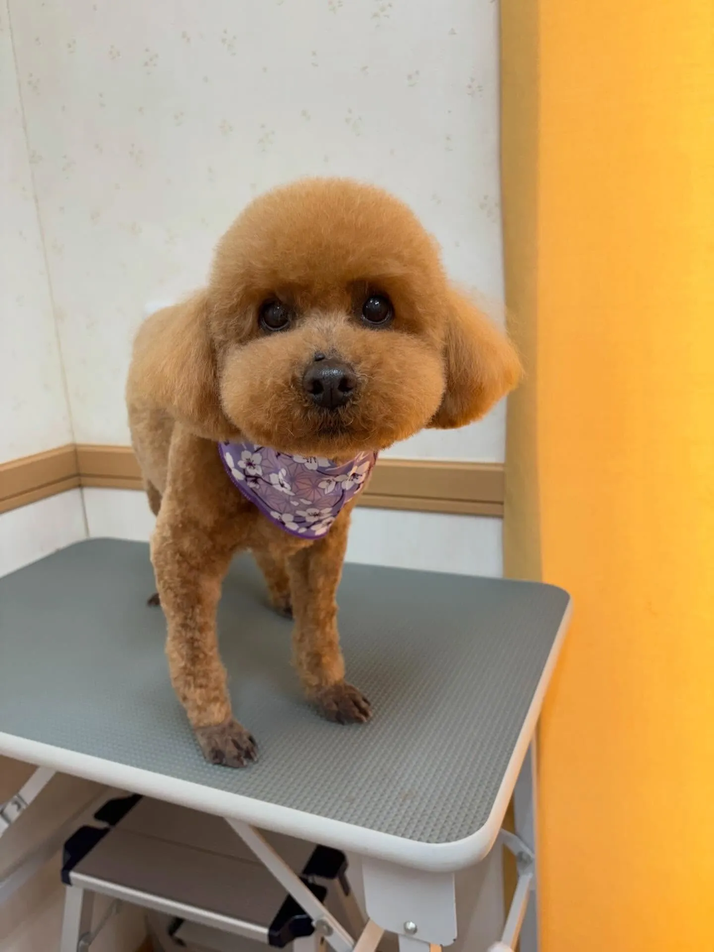 犬のトリミング✂️