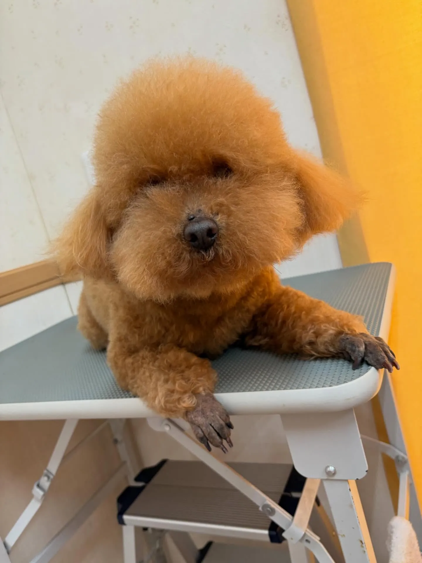 犬のトリミング✂️