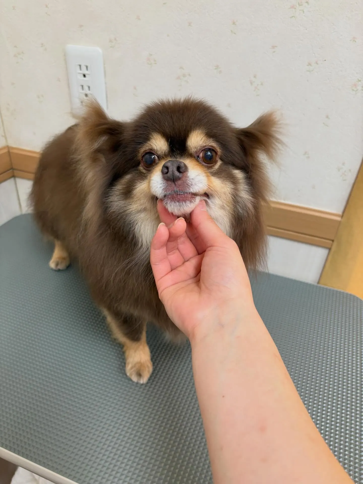 犬のシャンプー🫧