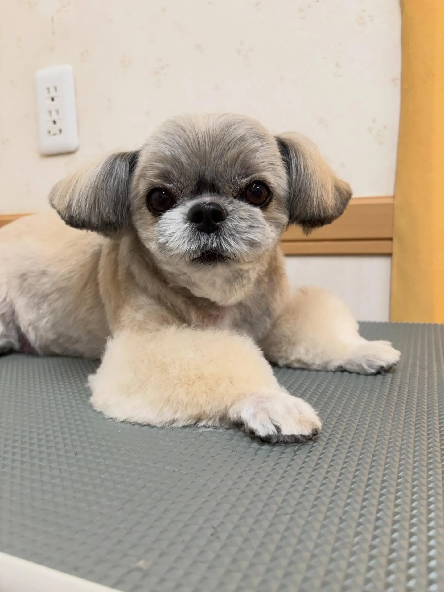 犬のトリミング✂️