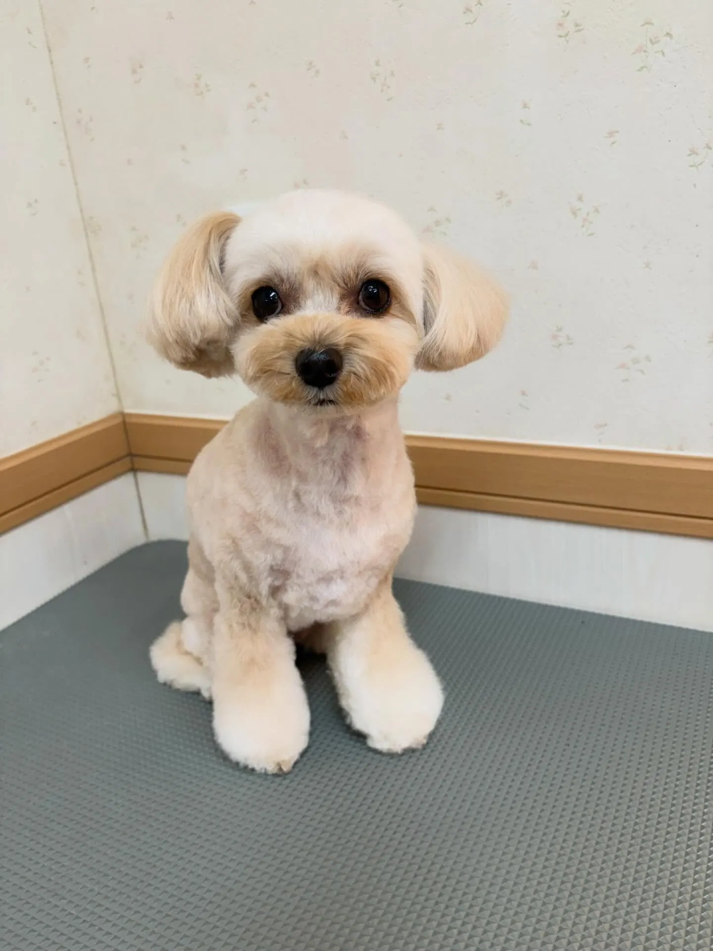 犬のトリミング✂️