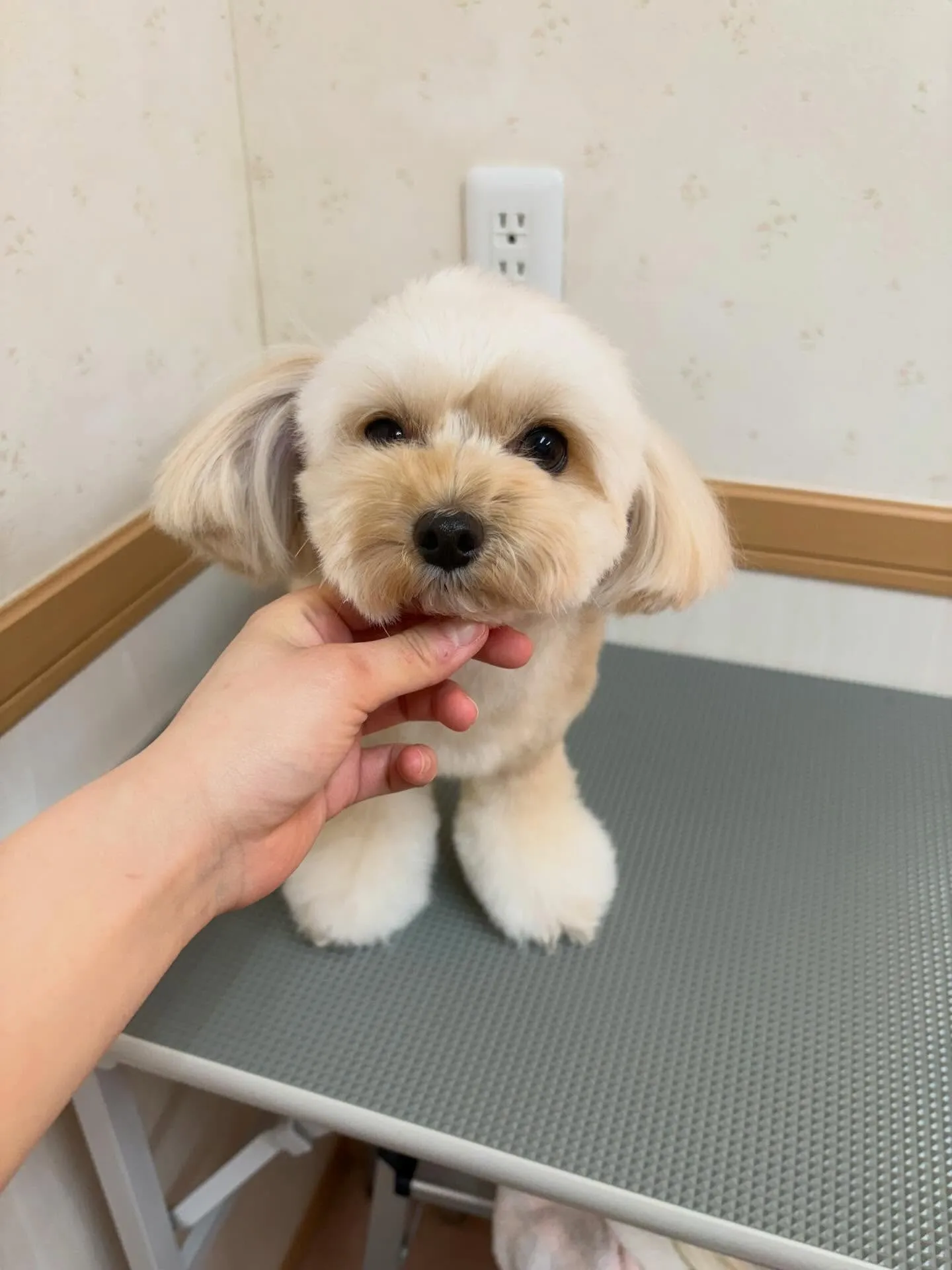 犬のトリミング✂️