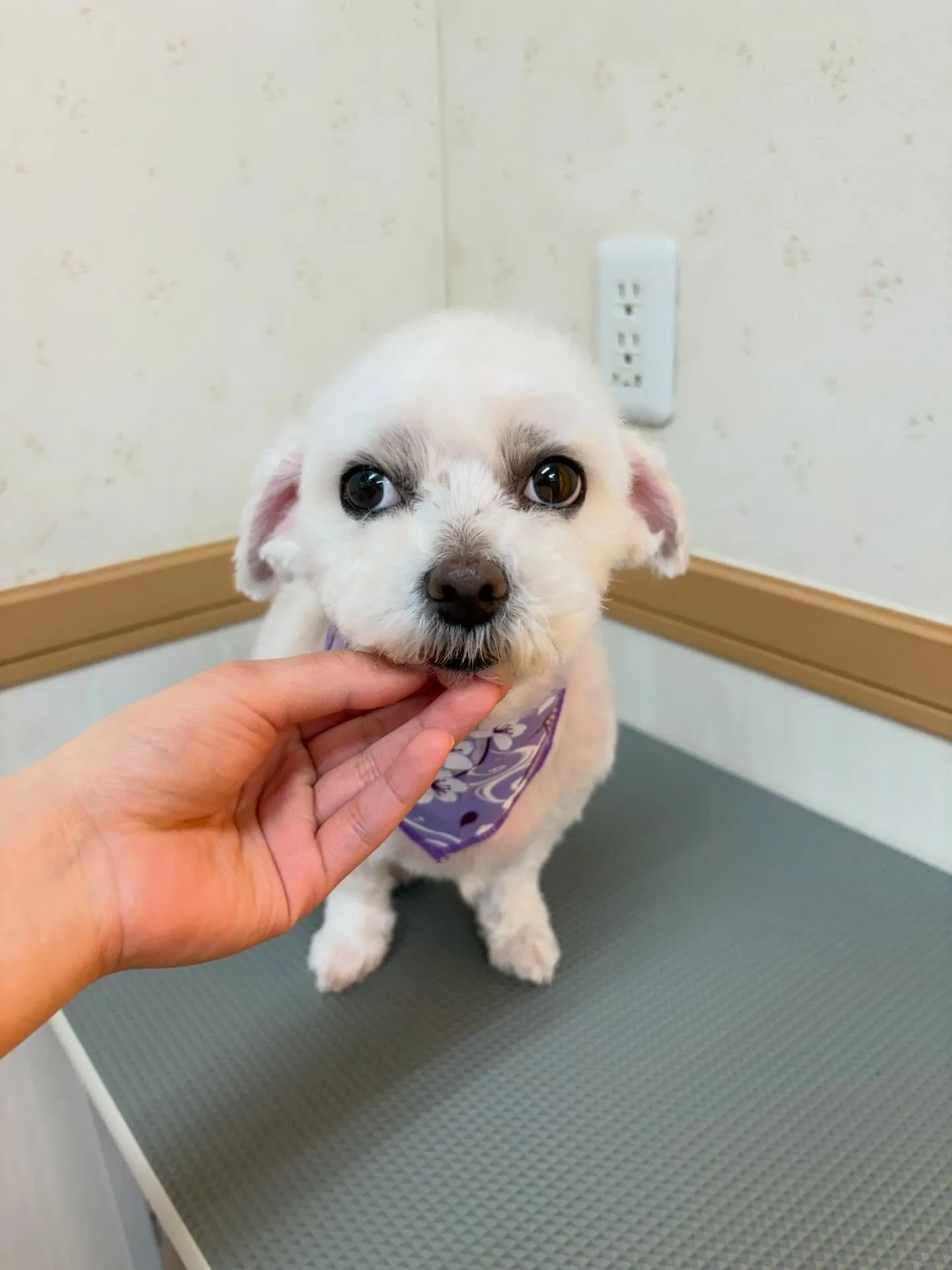 犬のシャンプー🫧