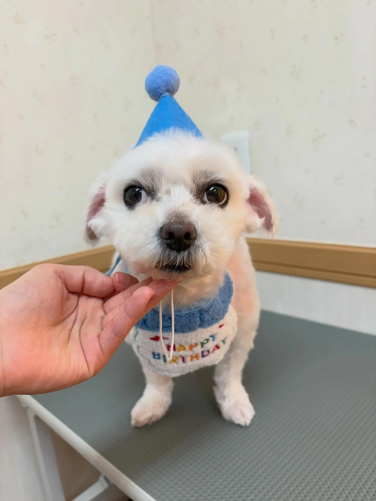 犬のシャンプー🫧