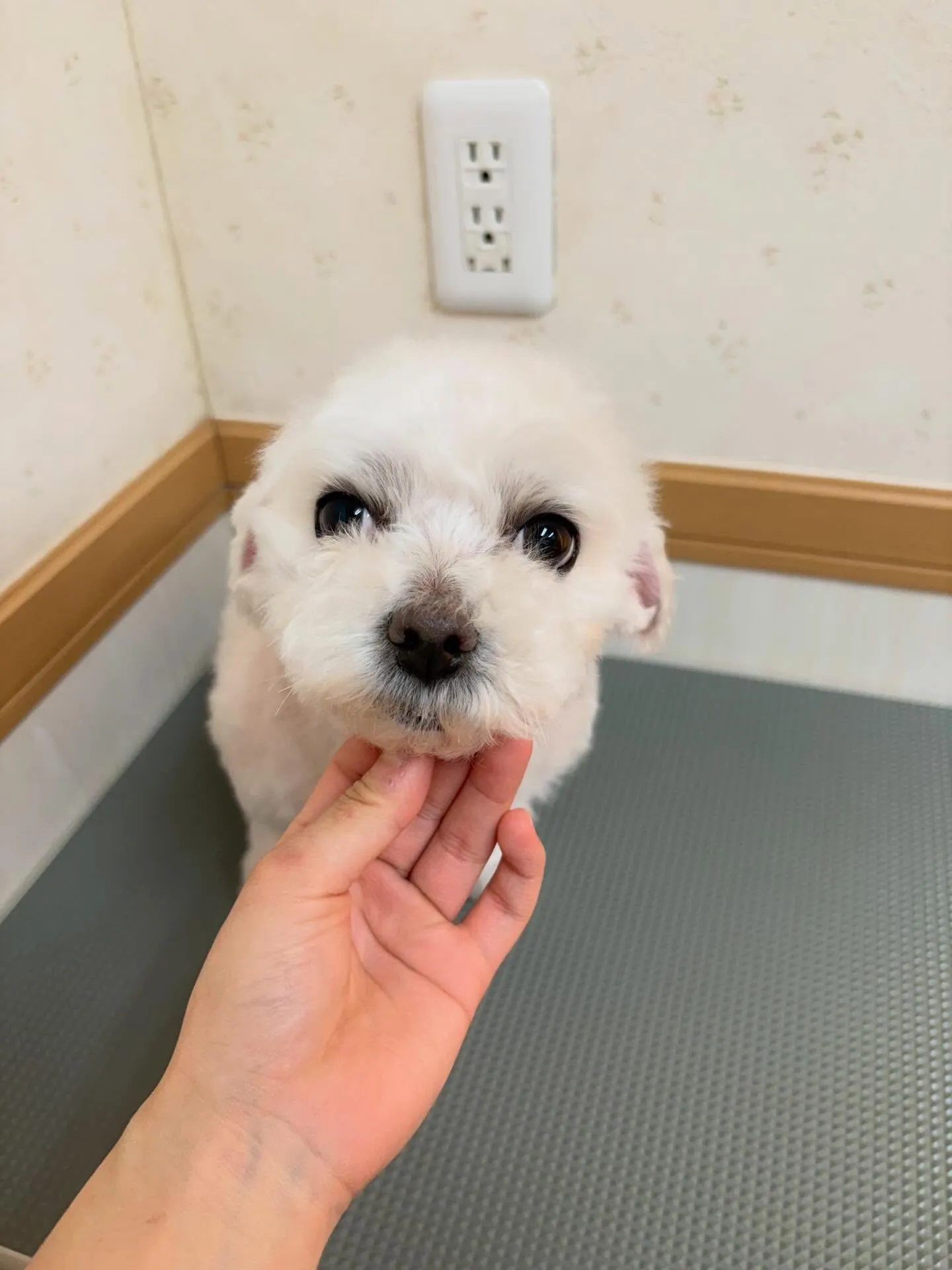 犬のシャンプー🫧