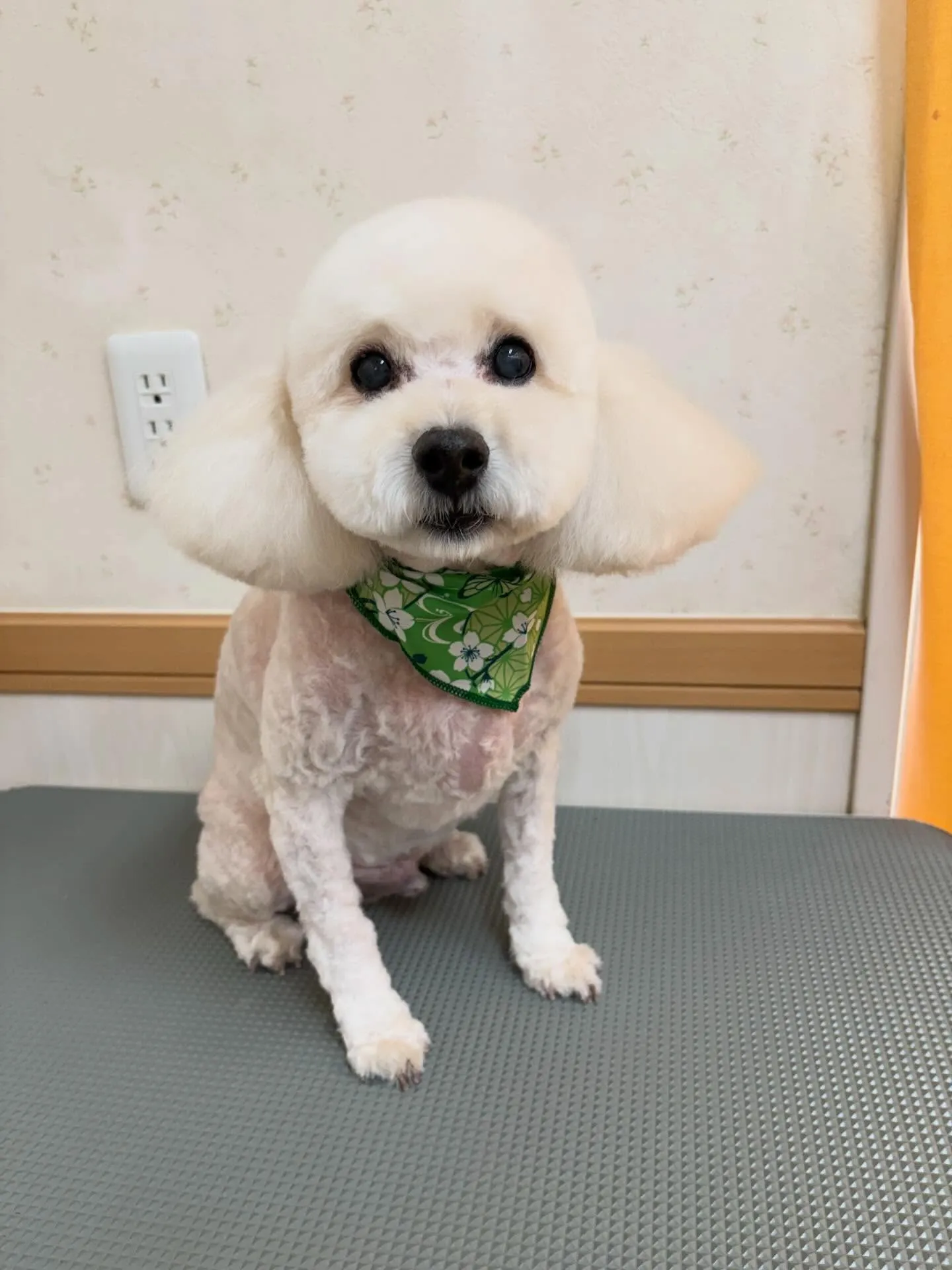 犬のトリミング✂️