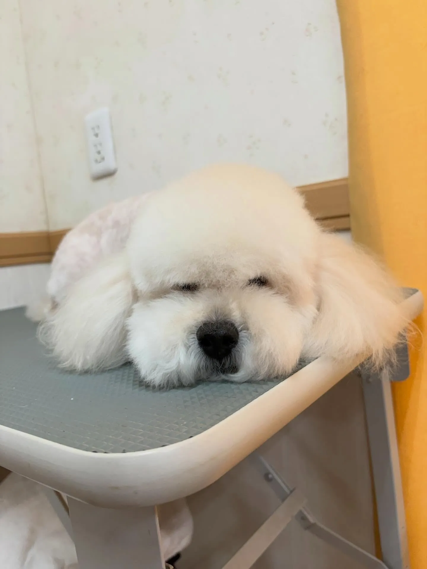 犬のトリミング✂️