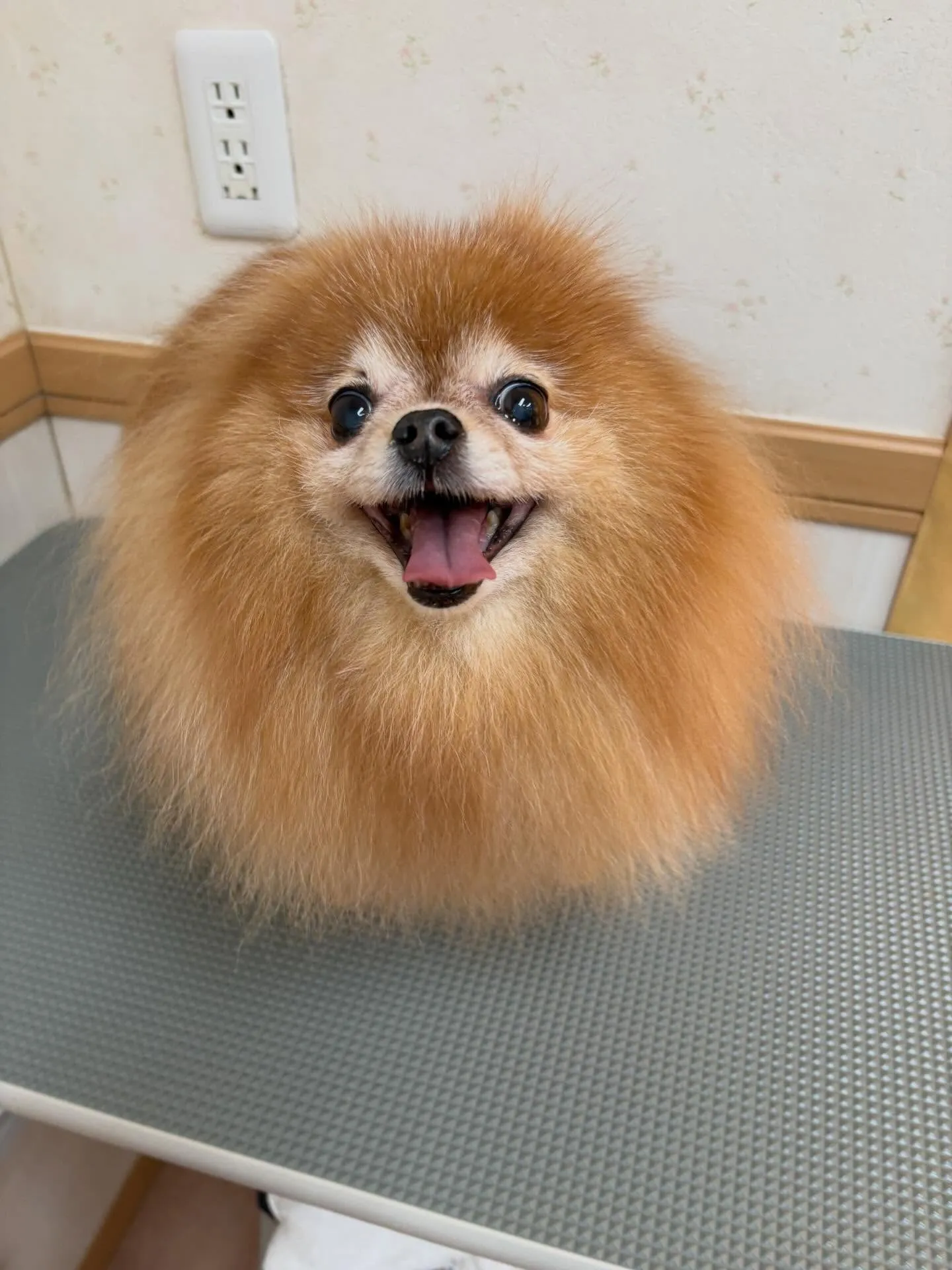 犬のシャンプー🫧