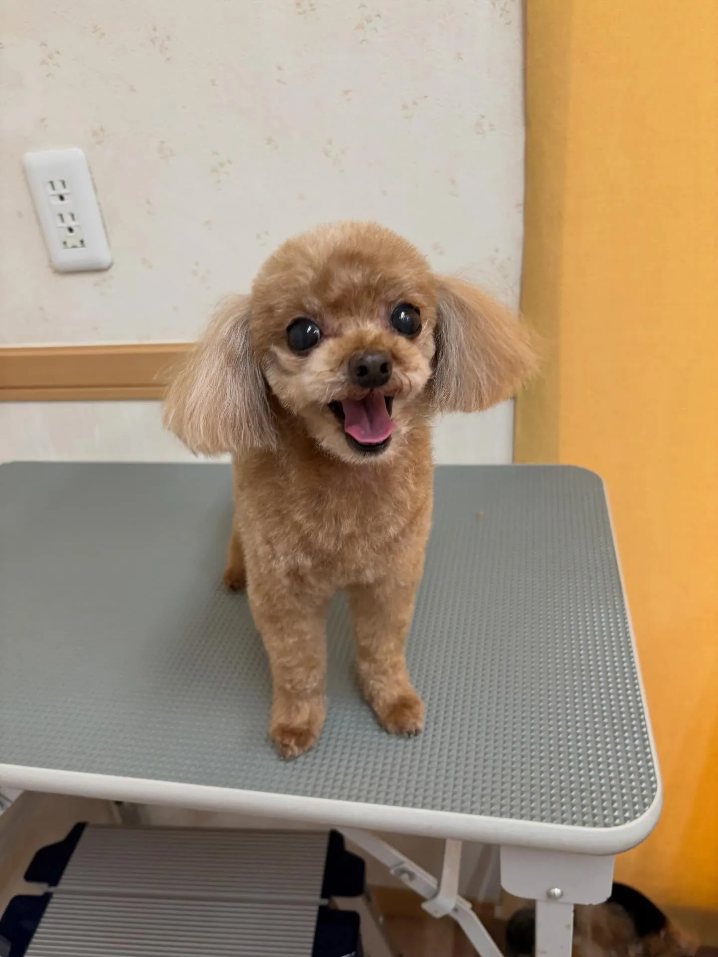 犬のトリミング✂️