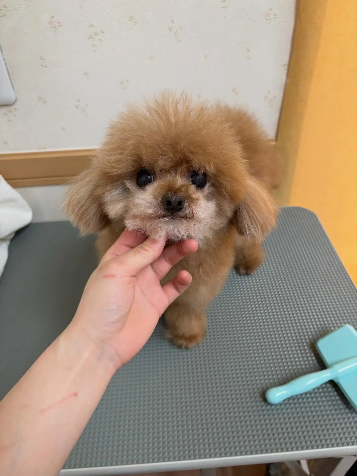 犬のトリミング✂️