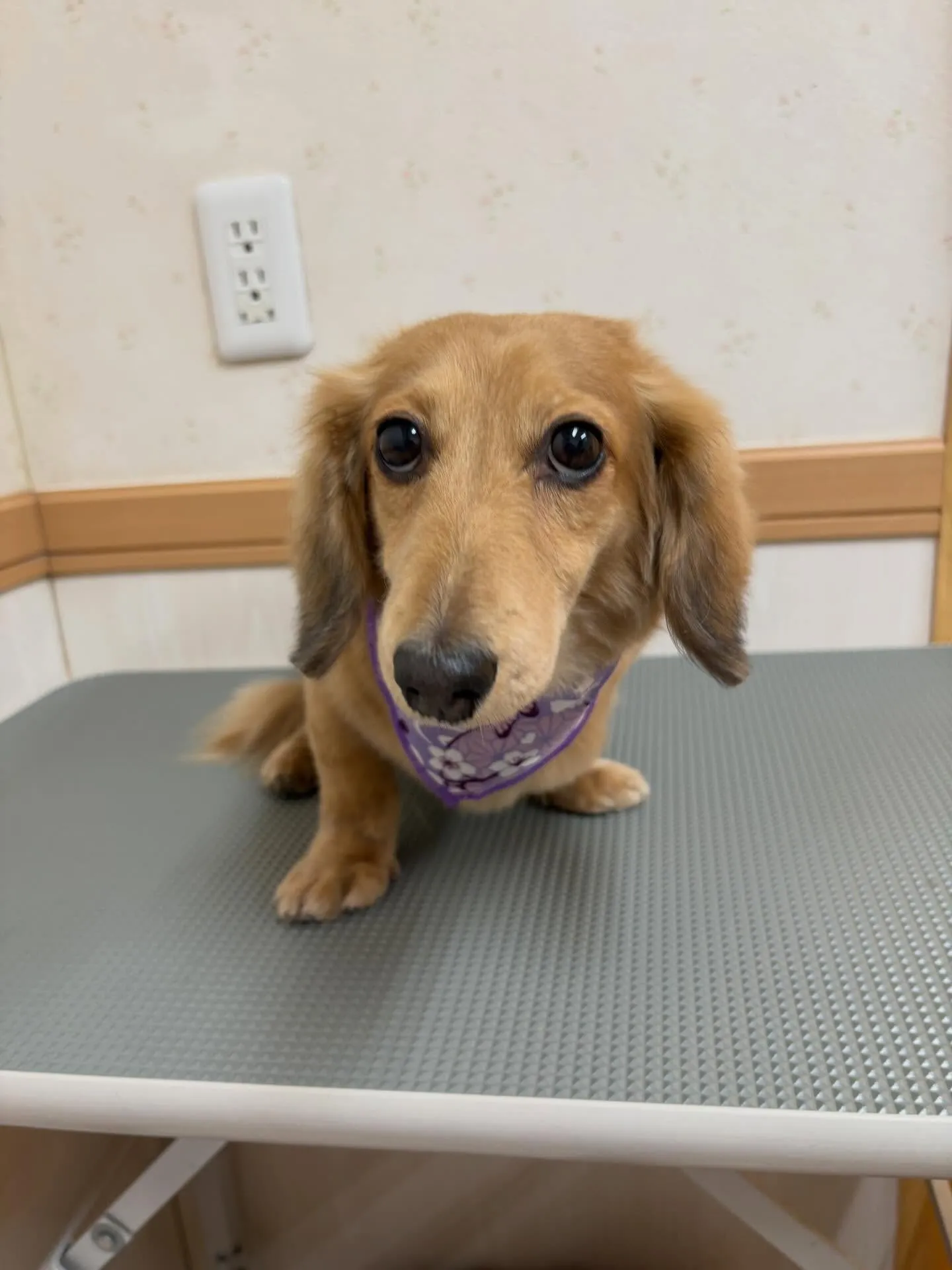 犬のトリミング✂️