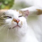 皮膚科