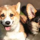 犬